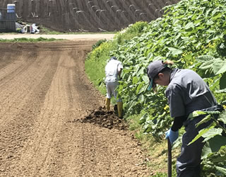 畑仕事、牛舎内作業